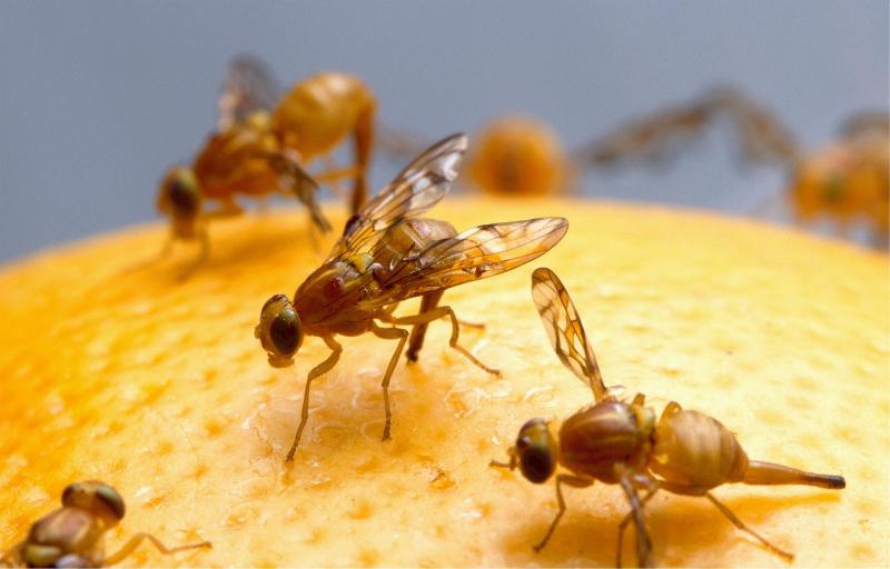 Fruchtfliegen vertreiben - Hausmittel gegen die kleinen Plagegeister