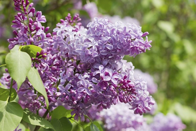 Gartentipps: Flieder