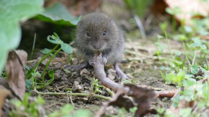 Ratten und Wühlmäuse im Garten: Das hilft gegen die Nager