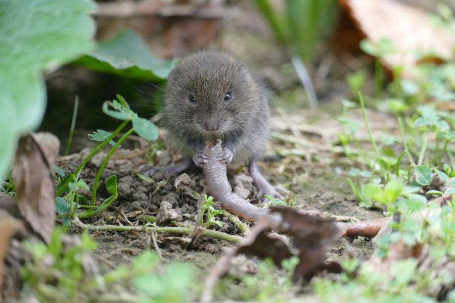 Ratten und Wühlmäuse im Garten: Das hilft gegen die Nager