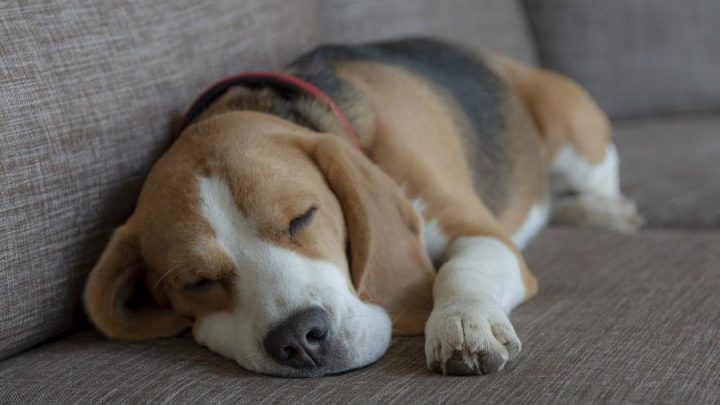 Unerwünschte Tiergerüche in der Wohnung neutralisieren