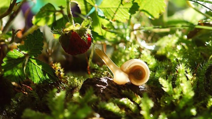 Schädlinge aus dem Garten vertreiben