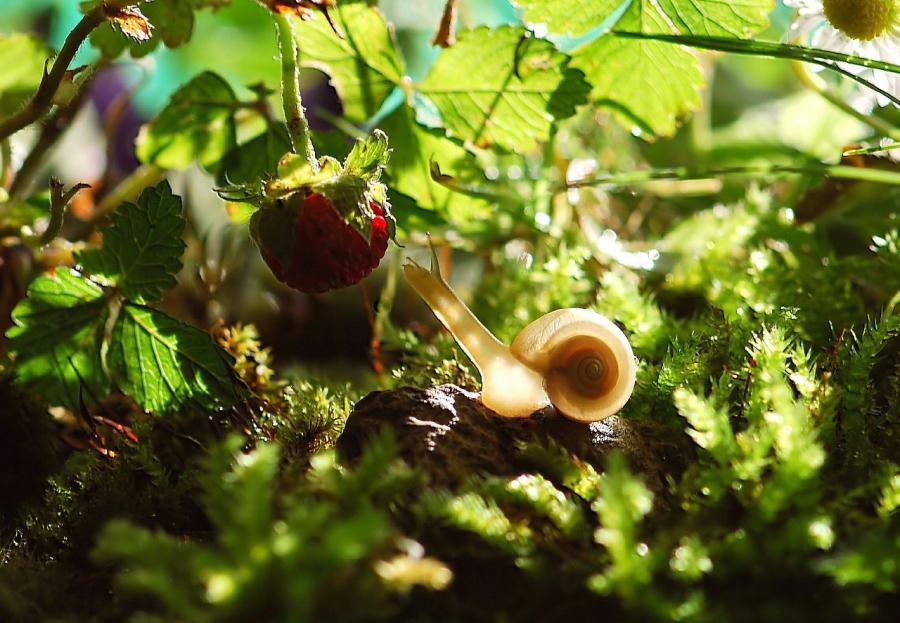 Schädlinge aus dem Garten vertreiben